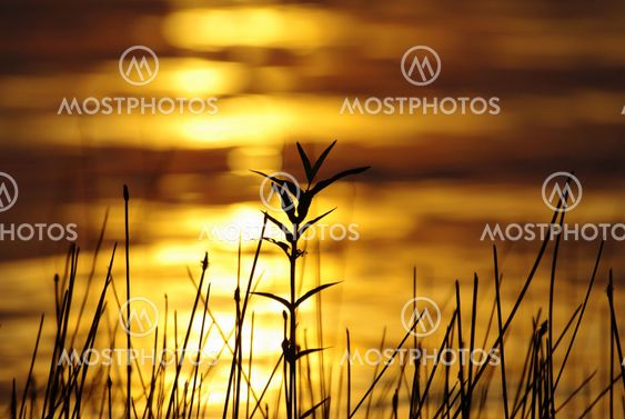 Sunset at a Swedish lake