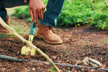 Fork, gardening and hand of farmer on ground of...