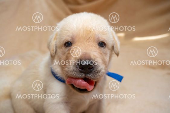 Young labrador puppy dog