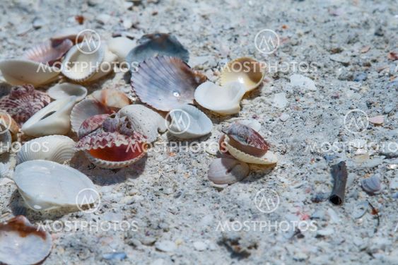Sea shalls on the beach