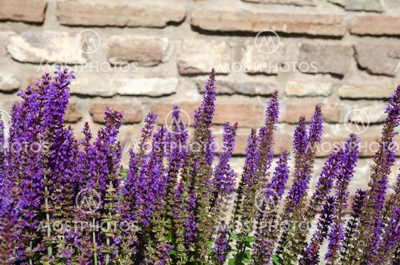 Blossom salvia flowers close-up