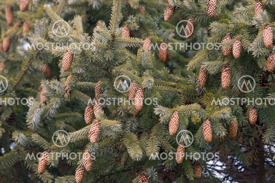 Purple Cone Spruce Tree Wit By Nikolay Kurzenko Mostphotos