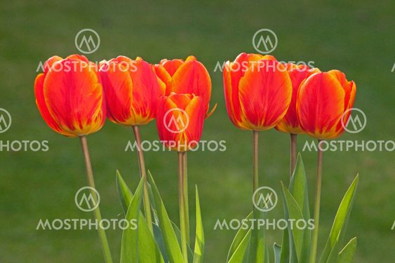 Tulips