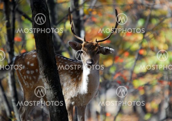 Fallow Deer (Dama dama)
