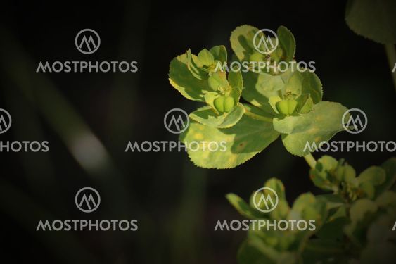 Sun Spurge
