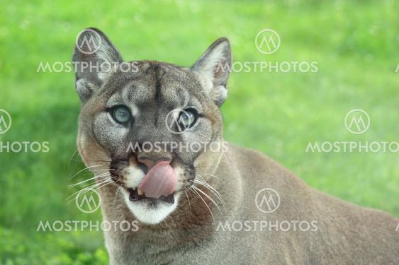 Closeup of Cougar in the grass