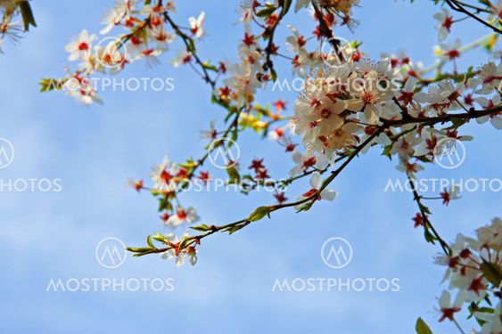 White flowers blossoming on the branch of wild tree