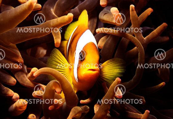 Clownfish in Sea Anemone