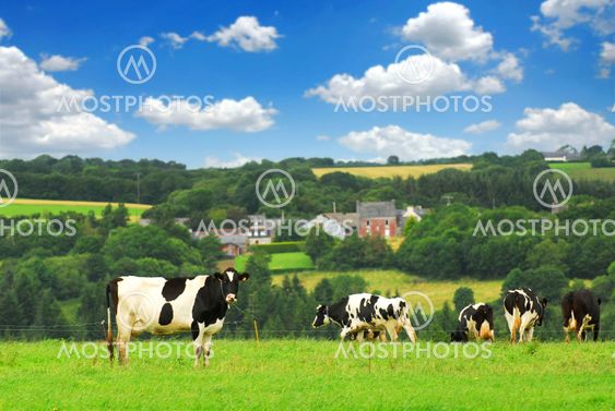 Cows in a pasture