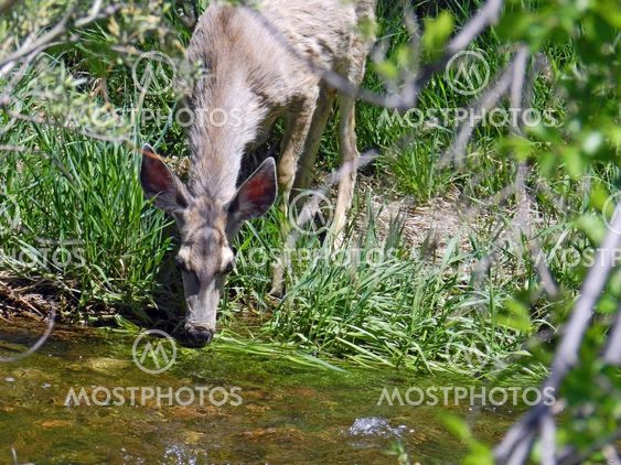 Doe drinking from stream