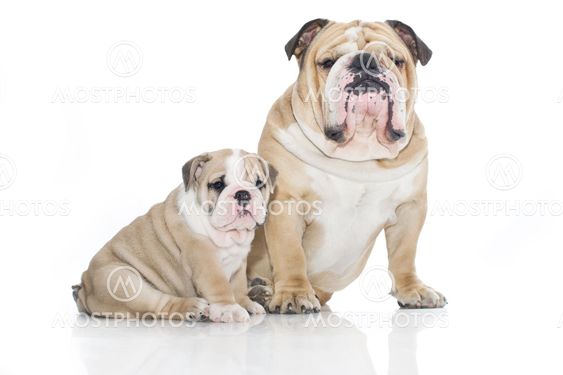 English bulldog puppy with adult bulldog isolated