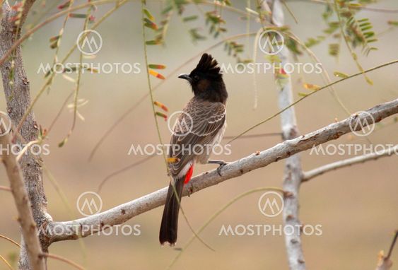 Red Vented Bulbul