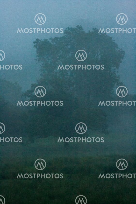 Fogged in