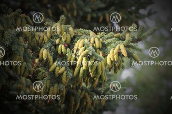 Young White Spruce Cones