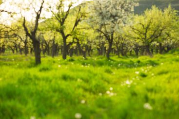 Lush green orchard with blossoming trees under bright...