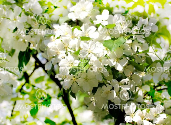 The apple tree in bloom