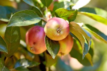 Farm, growth and organic apples on tree outdoor in...
