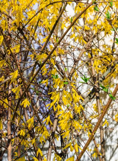 Yellow blossoming forsythia bush in a garden