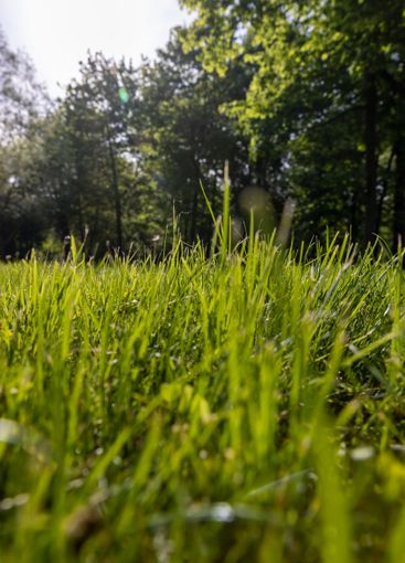 beautiful fresh grass in bright sunlight
