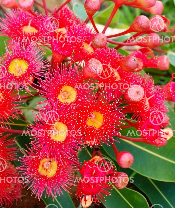 Eucalyptus summer red corymbia Australiana