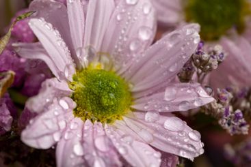 bouquet of purple fragrant wet daisies