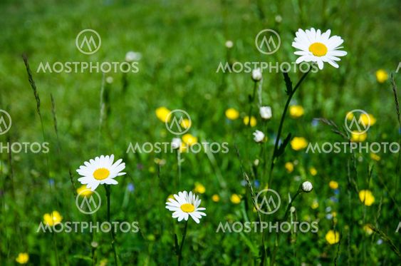 Daisy delight