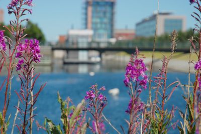 Rallarrosor i Västra hamnen, Malmö