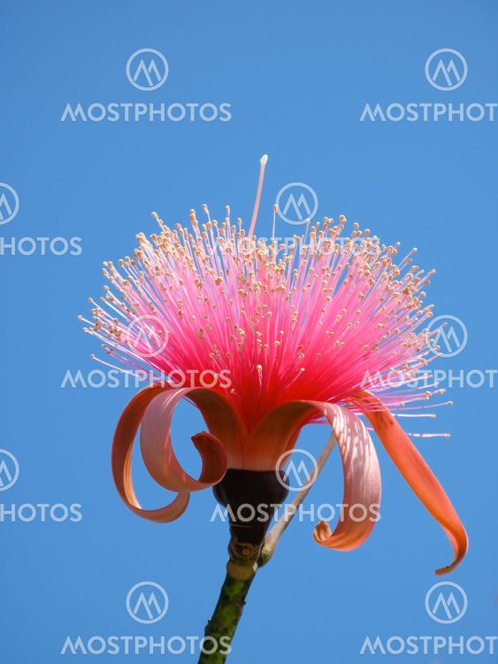 Pink Flower