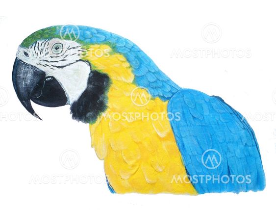 Blue-and-Gold-Macaws