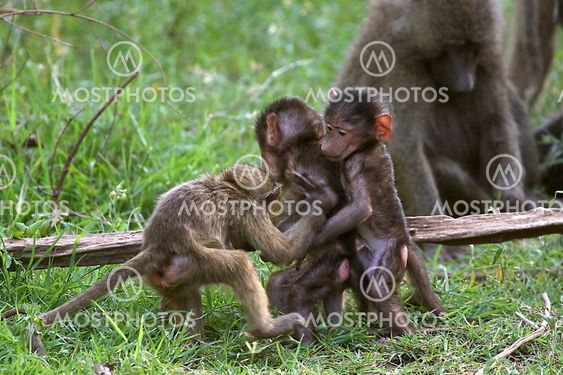 Olive baboons (Papio anubis)