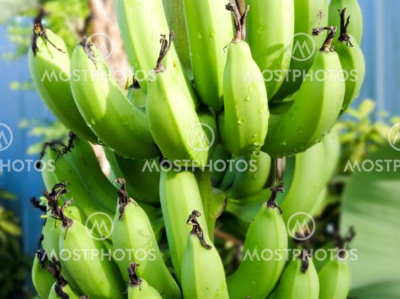 Yes we have no bananas