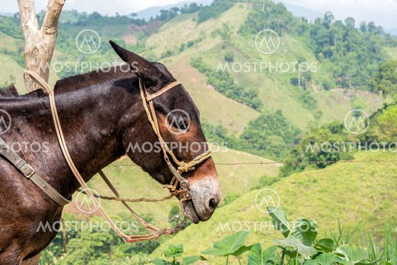 Donkey Closeup