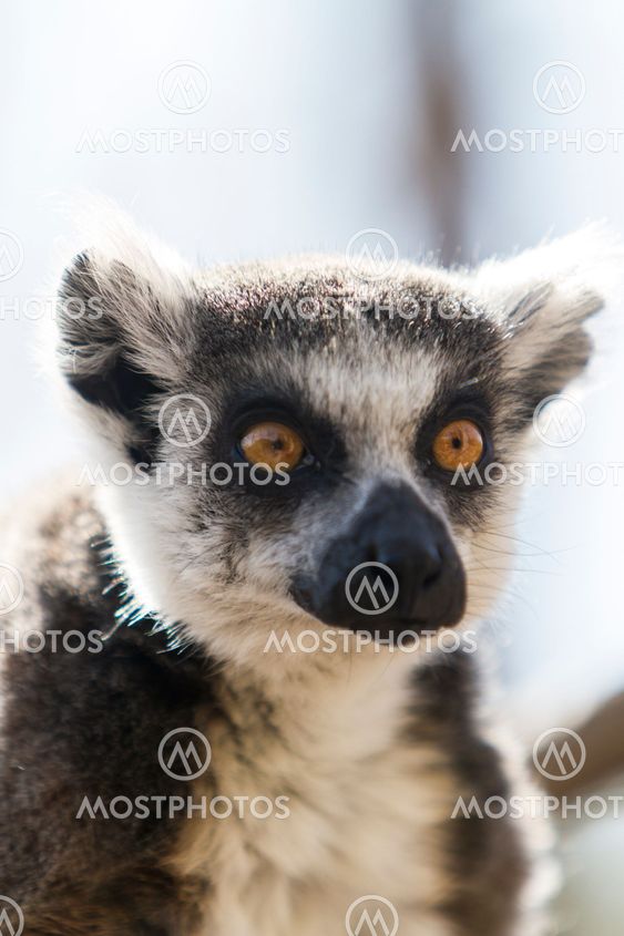 Lemur