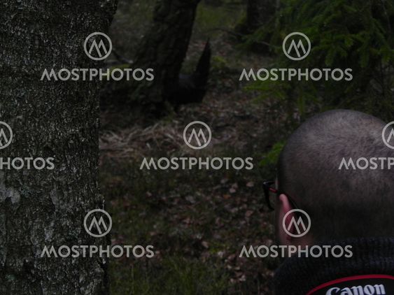 Tjädertupp i Delsjöområdet - Mars 2012