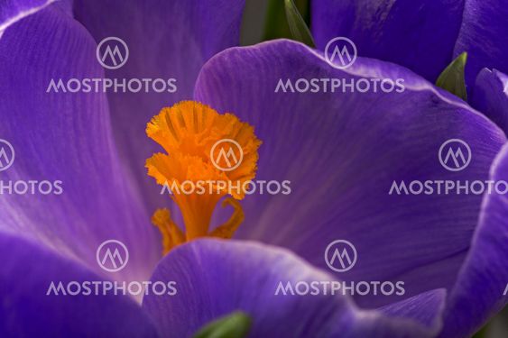 crocus macro