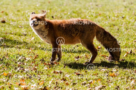 the fox