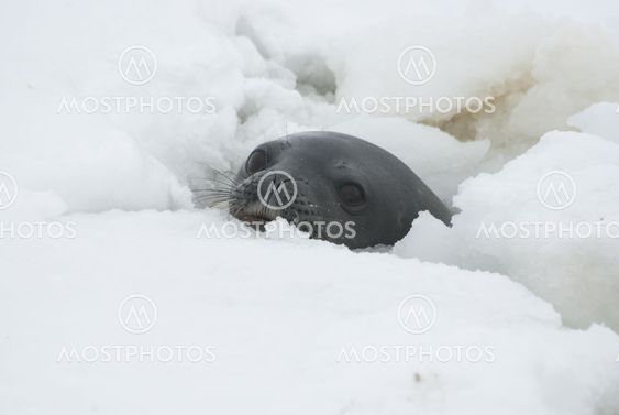 Weddell seals in the hole.