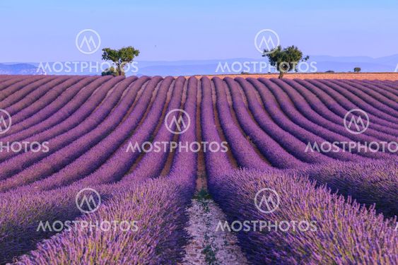 Lavender field in the summer-France