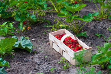 Basket of fresh red strawberries