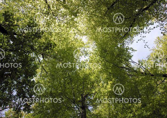 Treetop våren