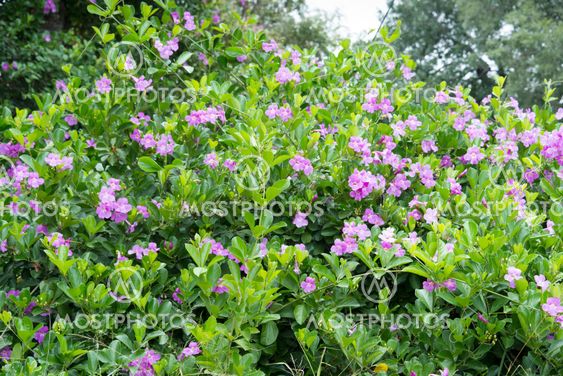 wildflowers in africa