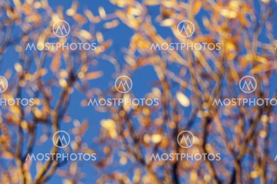 abstract picture of autumn in Belarus