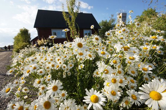 Daisies