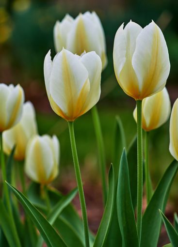 Tulips, plants and garden with flowers for spring, zen...