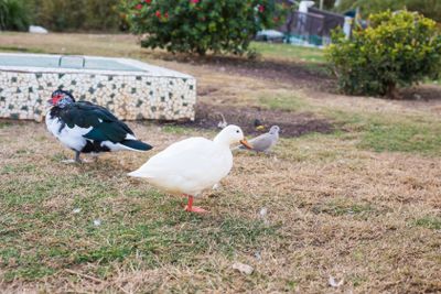 Domestic village ducks on green grass outdoors