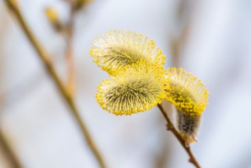 Nature awakes in spring. Blooming willow twigs and furry...