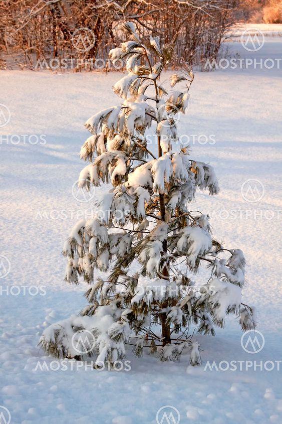 Snow covered park.