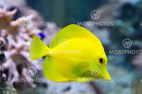 Zebrasoma yellow tang fish