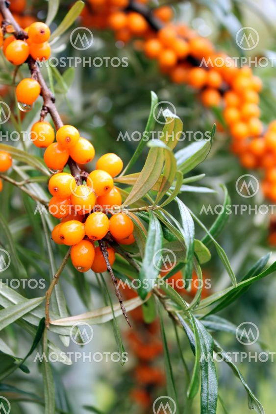 branch of sea buckthorn berries