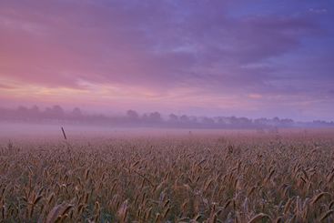 Cloudy, wheat or field for dramatic dusk scenery in...